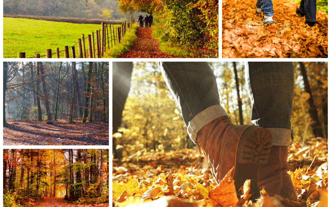 Automne en Belgique : Évasion Forestière Enchantée